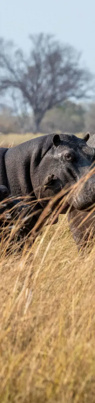Fotogene Hippo-Familie